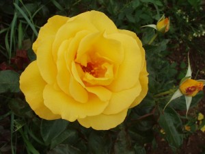 KEEP SMILING (hybrid tea)